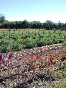 First farm - almost organic. Intercropping is key to keeping herbicide and pesticide expenses as low as possible.