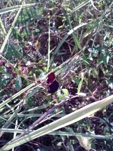 Macroptilium lathyroides