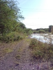 Pigs on the river bank