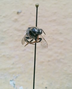 Megachile concinna female