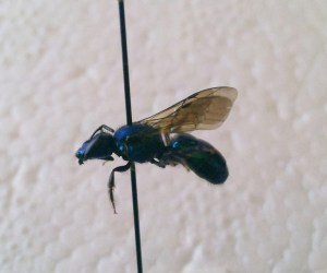 Augochlora buscki female