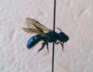 Augochlora buscki female