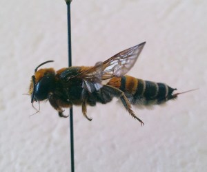 Megachile lanata female