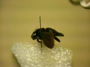 Xylocopa mordax female