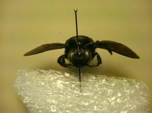 Xylocopa mordax female