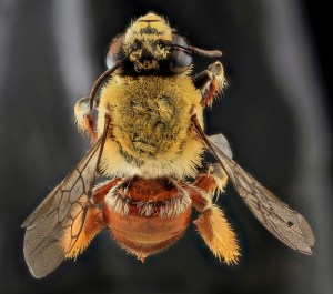 C_lanipes female back. Photo taken by USGS BIML