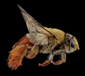 C_lanipes female side. Photo taken by USGS BIML