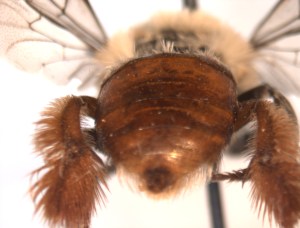Centris lanipes female abdomen