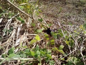 Xylocopa mordax foraging in St-Croix field