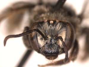 Might be Exomalopsis analis female 