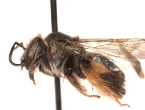 Might be Exomalopsis analis female 