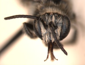 Exomalopsis pulchella face