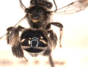 Might be Exomalopsis bahamica