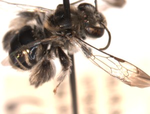 Might be Exomalopsis bahamica