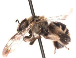 Might be Exomalopsis bahamica