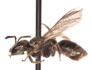 Lasioglossum parvum Female side