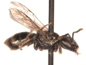 Lasioglossum parvum Female side