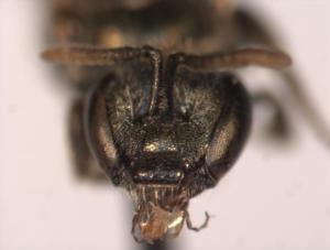 Lasioglossum parvum Female face