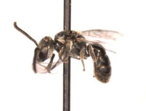 Lasioglossum parvum Male side
