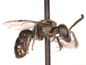 Lasioglossum parvum Male side