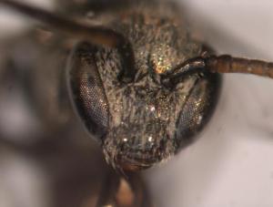 Lasioglossum parvum Male face