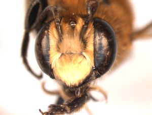 Megachile lanata female face