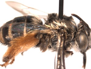 Melissodes trifasciata female side