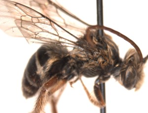 M_trifasciata_male (1)