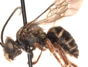 Melissodes trifasciata male side