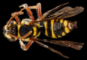 Nomada krugii female  top view. Photo by USGS BIML
