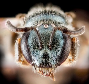 Lasioglossum mestrei face. Image by USGS BIML
