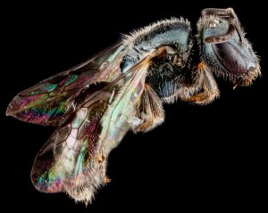 Lasioglossum mestrei side. Image by USGS BIML