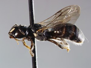 Female Ceratina species collected in a pepper field using bee bowls. Picture take by Andrew Ernst NCSU