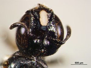 Female Ceratina species collected in a pepper field using bee bowls. Picture take by Andrew Ernst NCSU