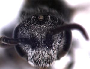 Male Sphecodes face