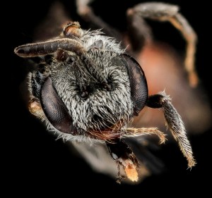 Sphecodes species from Santa Isabel, Puerto Rico. Picture taken by Sam Droege, USGS BIML