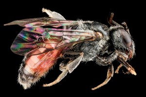 Sphecodes species from Santa Isabel, Puerto Rico. Picture taken by Sam Droege, USGS BIML