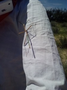Stick insect on shirt