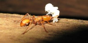 Ant carrying pupa- I don't know what it is!