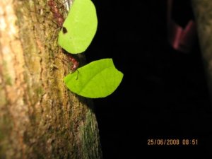Leaf cutter ants hard at work