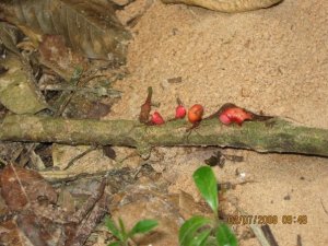 Leaf cutter ants also collect flowers for their fungus gardens
