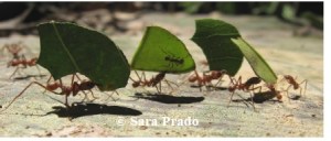 Watchful little leaf cutter ant sits on a leaf while the worker ants carry the leaves to the nest. This little ant keeps an eye out for a parasitic fly that can lay eggs in the workers head, eventually decapitating them.