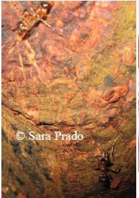 Ants on Tangarana tree