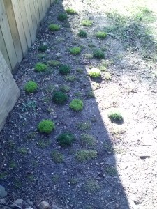 Backyard mosses April 2014