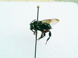 Mesoplia aff. rufipes male