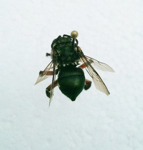 Mesoplia aff. rufipes male