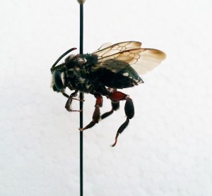 Mesoplia aff. rufipes male