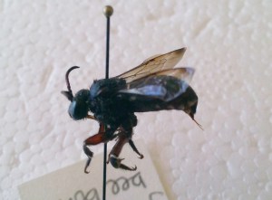 Mesoplia aff. rufipes female