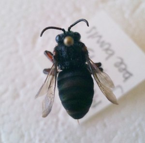 Mesoplia aff. rufipes female