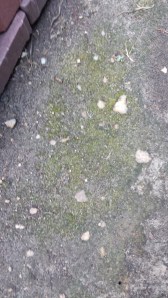 Moss spores have created a new moss patch!